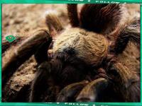 九游娱乐- 世界足球莱万多夫斯基 